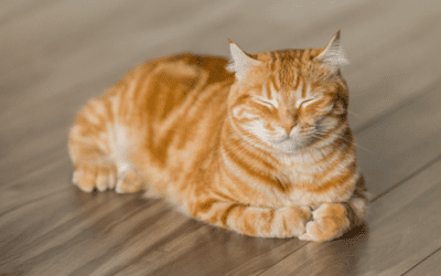 Signs Your Cat May Be Blocked — And Why It’s an Emergency