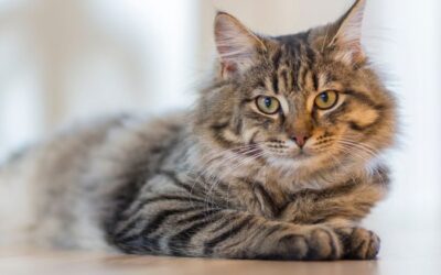 Seizures in Pets: When to Go to the Emergency Clinic