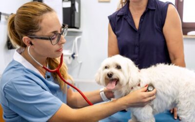 Endoscopy for Pets: A Minimally Invasive Way to Diagnose & Treat