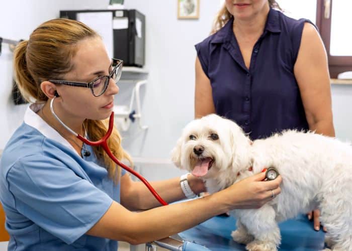 A woman uses a stethoscope to examine a dog