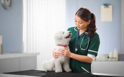Hospitalization for Pets: What to Expect & When It’s Needed