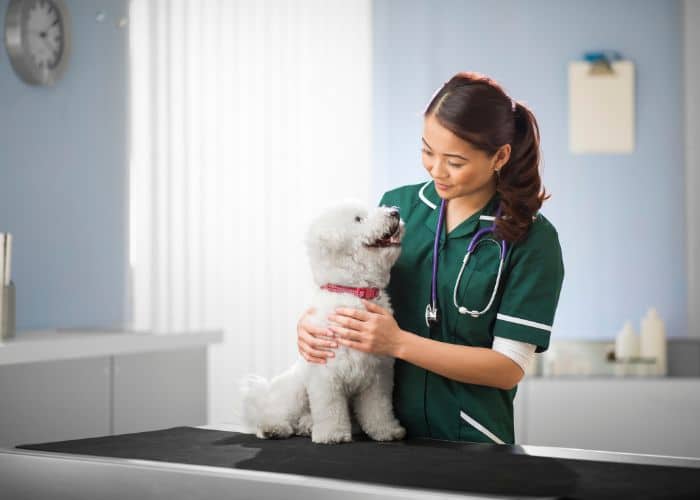 A woman in a green uniform holds a small white dog