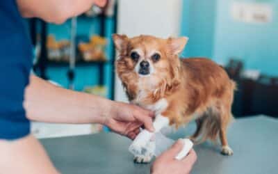 Lacerations in Pets: When Does Your Pet Need Stitches?