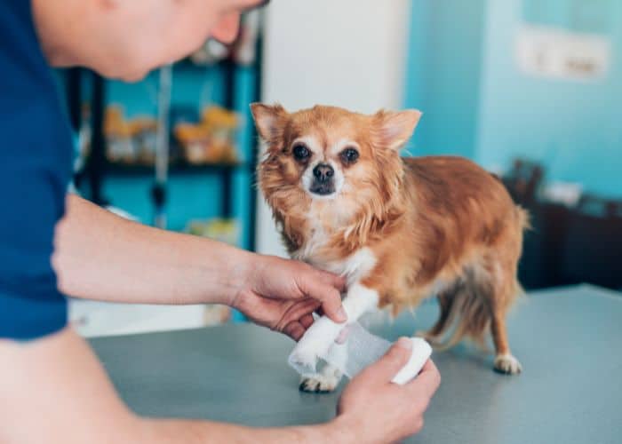 A man gently holds a small dog's paw during a veterinary examination
