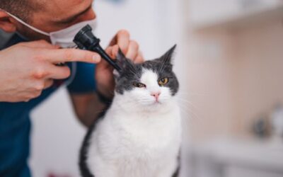 Ear Hematomas in Pets: What They Are & How We Treat Them
