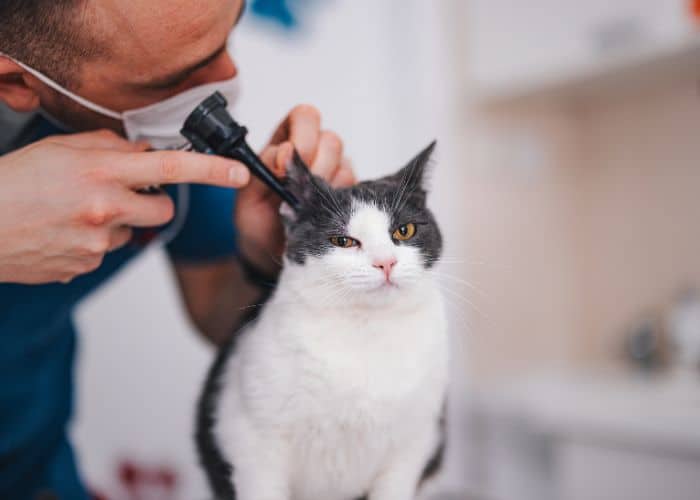 A man gently cleans a cat's ears using a microphone