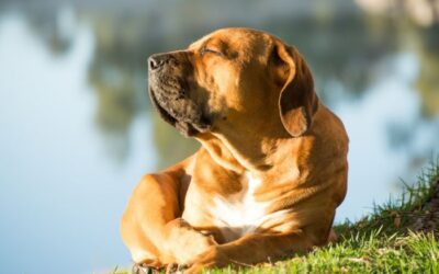 Understanding Heatstroke in Pets: What Every Pet Owner Should Know