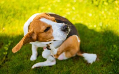 Hot Spots in Pets: What They Are & How to Help Your Furry Friend