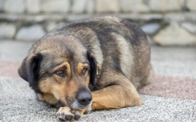 How to Recognize Pain in Your Pet: A Guide for Caring Owners